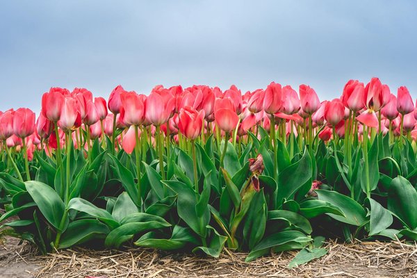 L'impact du soubassement sur l'esthétique des clôtures