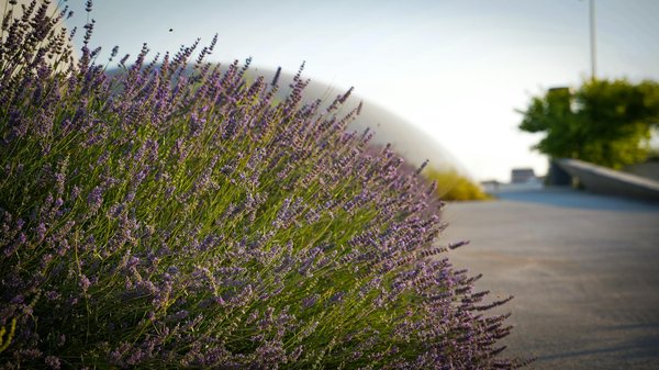 Acheter une maison avec une piscine creusée : les avantages et les inconvénients