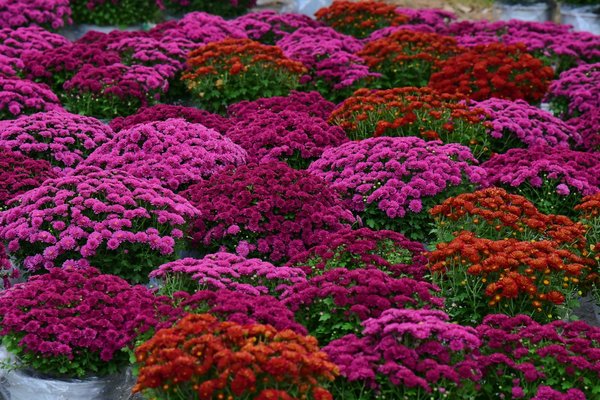 Comment négocier les tarifs d'un déménagement urgent ?